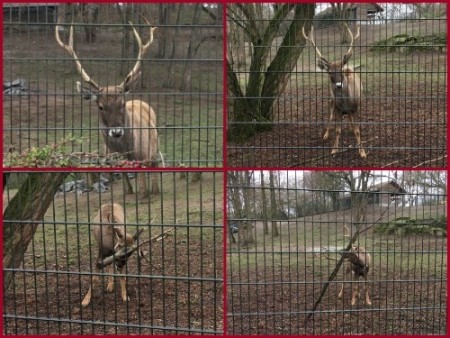 074 Himalayan deer entangled in a branch
